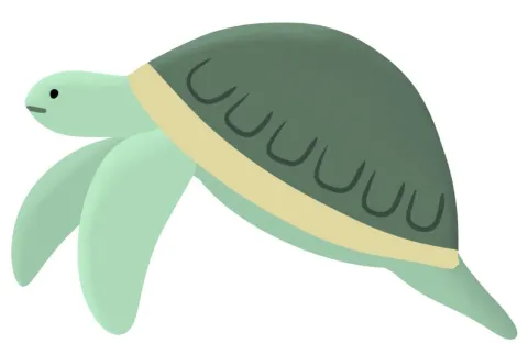 Cartoon Sea Turtle