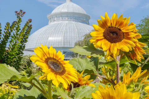 VanGogh Exhibit at NYBG