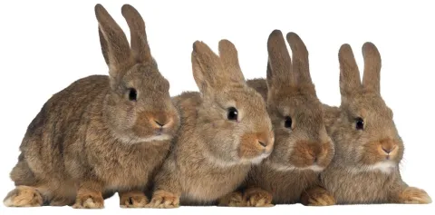 Rabbits