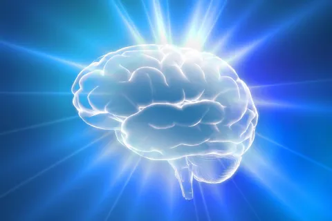 brain