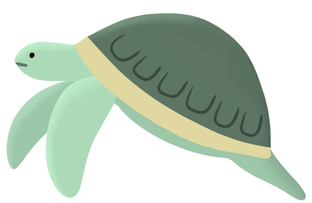 Cartoon Sea Turtle
