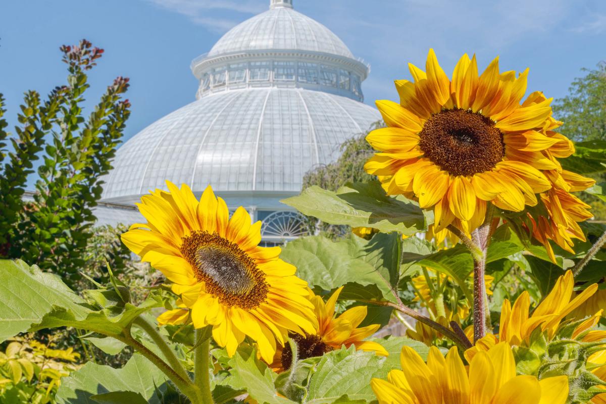 VanGogh Exhibit at NYBG